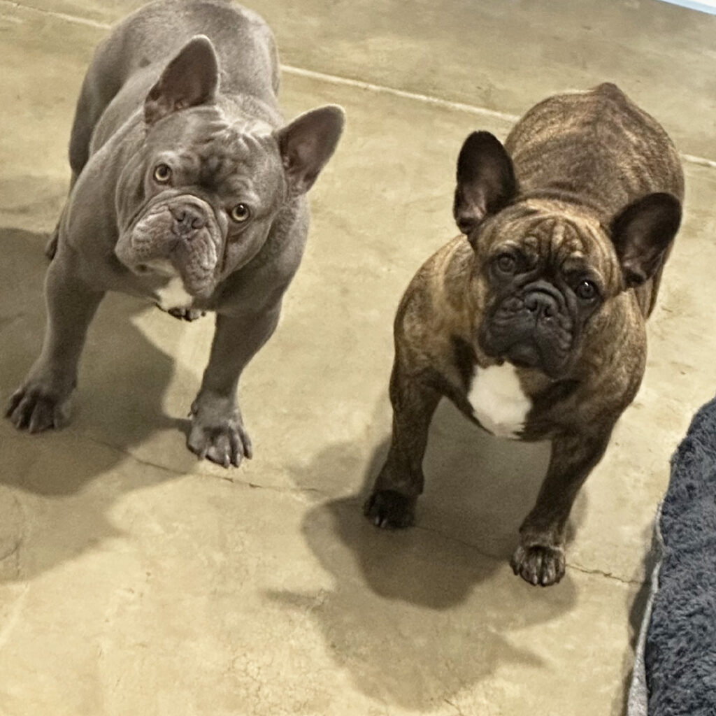 French Bulldogs Dam & Sire