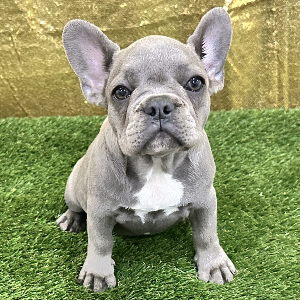 French Bulldog puppies