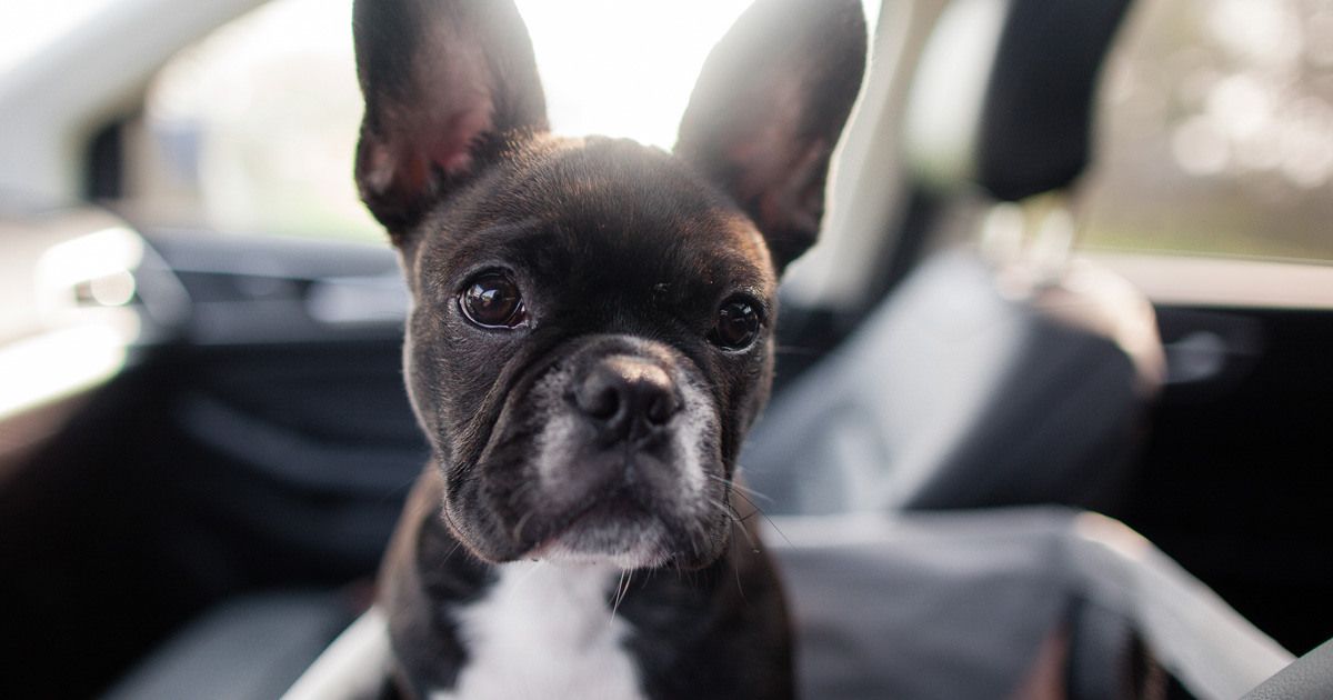 French Bulldog Puppy