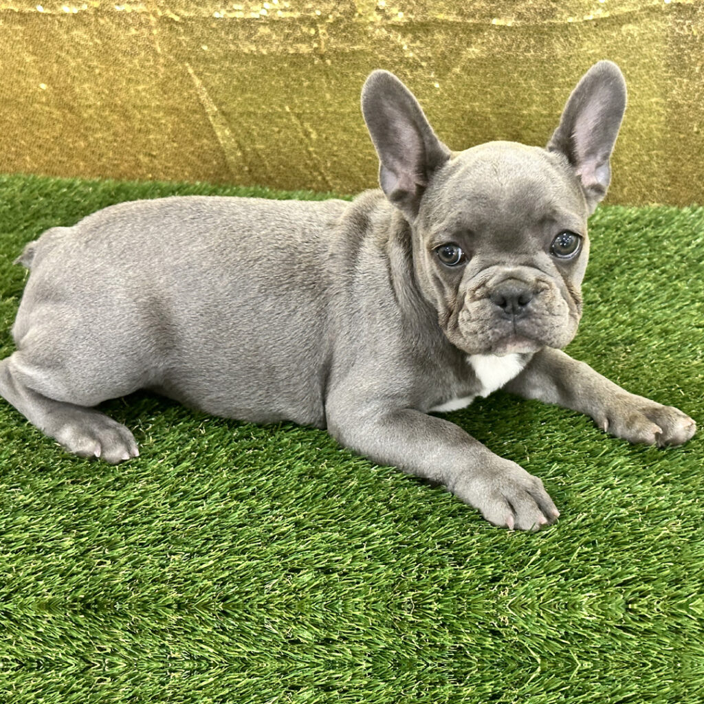 French Bulldog Puppies