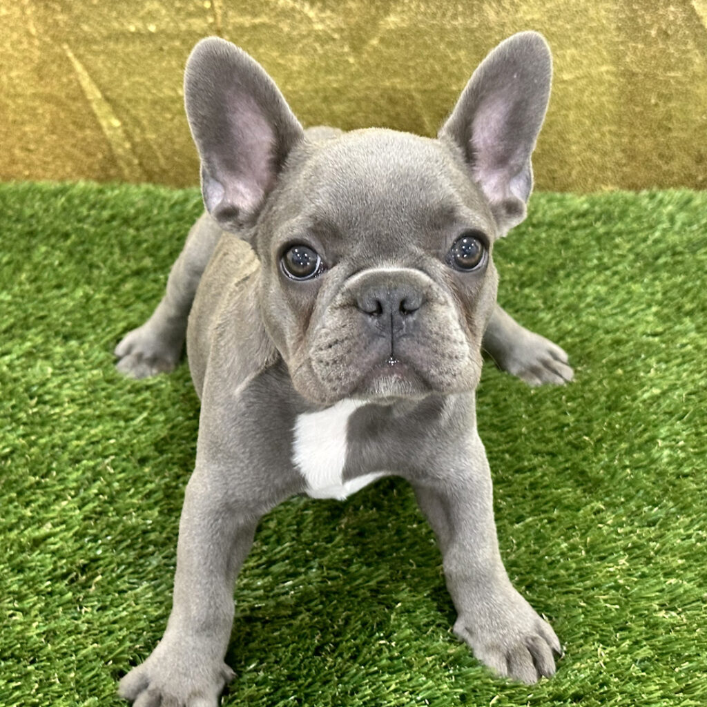 French Bulldog Puppies